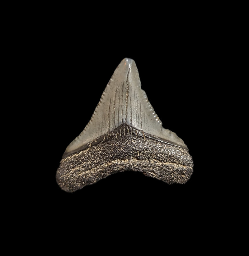 Small Megalodon Tooth-Fossils-Steve&