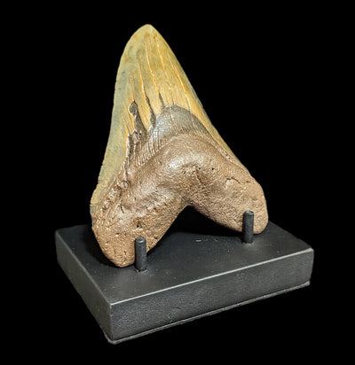 Megalodon Tooth Stand-Stands-JT Shark Teeth Co-PaxtonGate