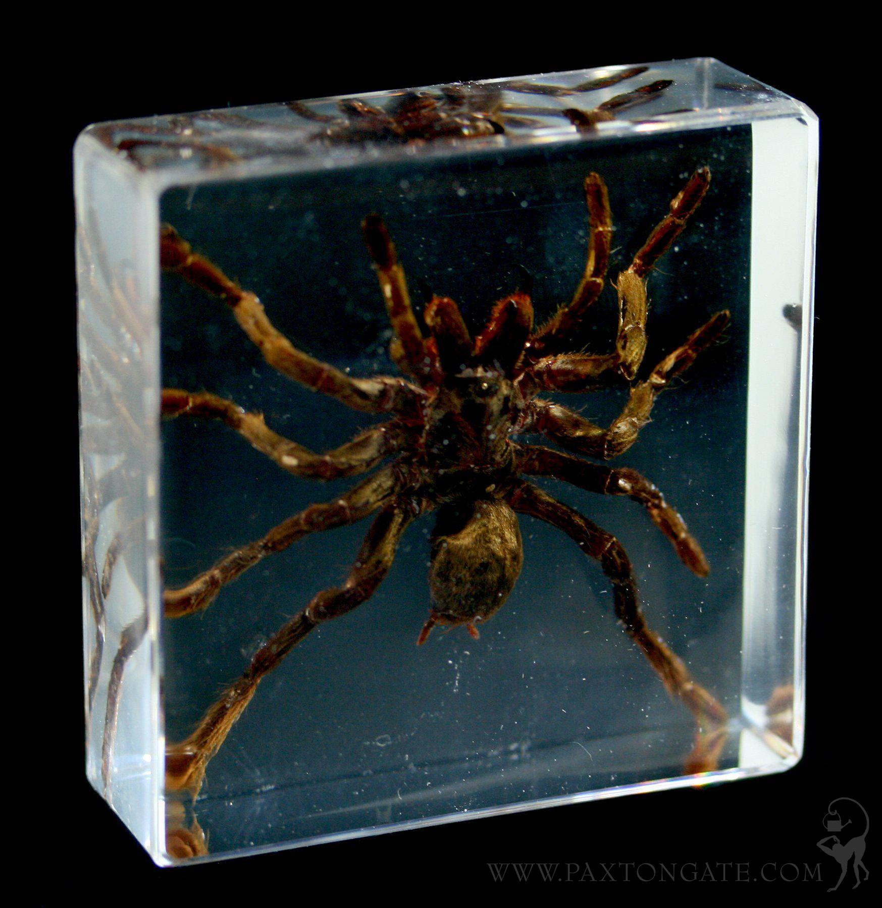 Tarantula In Acrylic