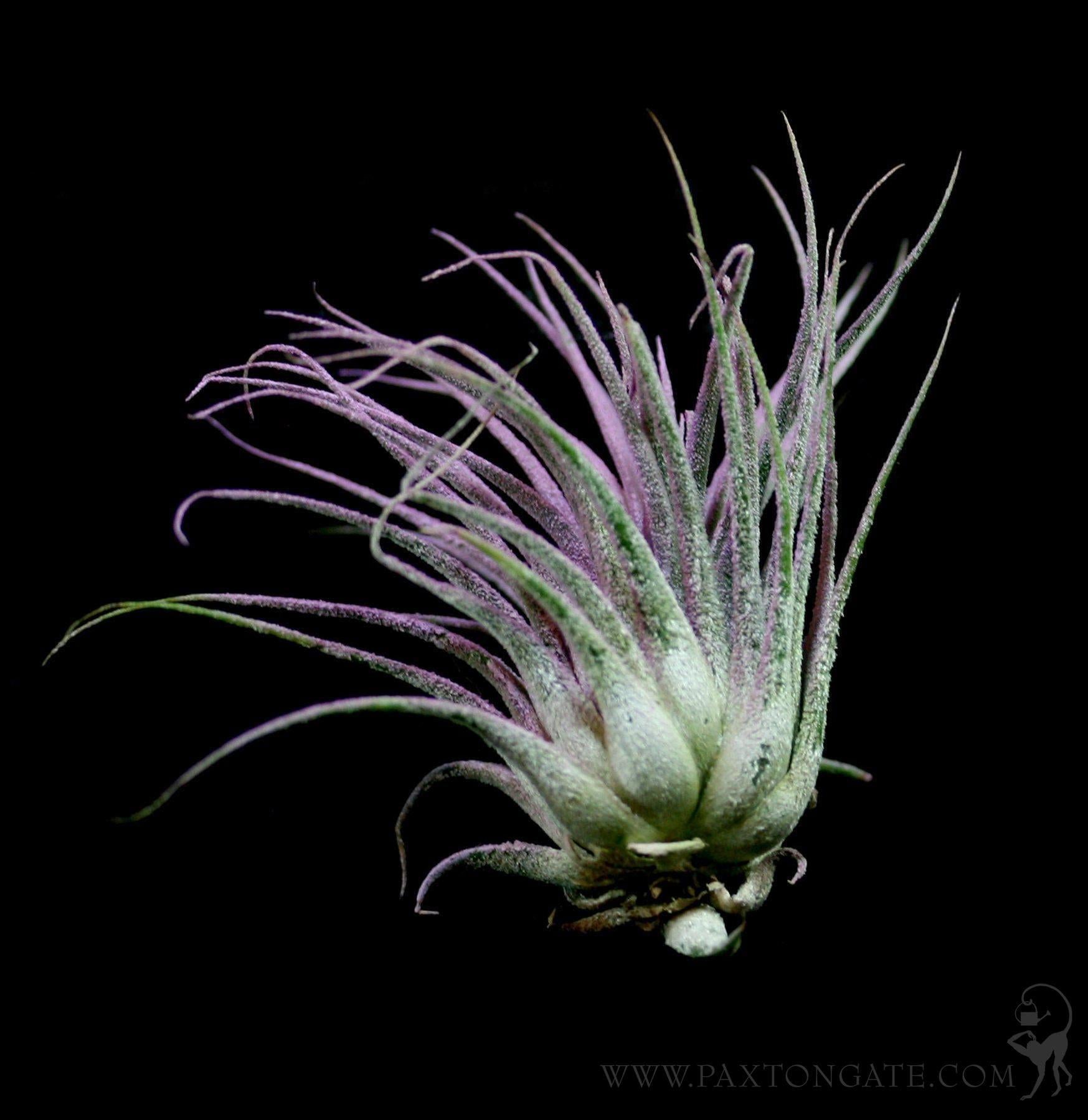 Tillandsia Ionantha Lilac For Sale | Paxton Gate