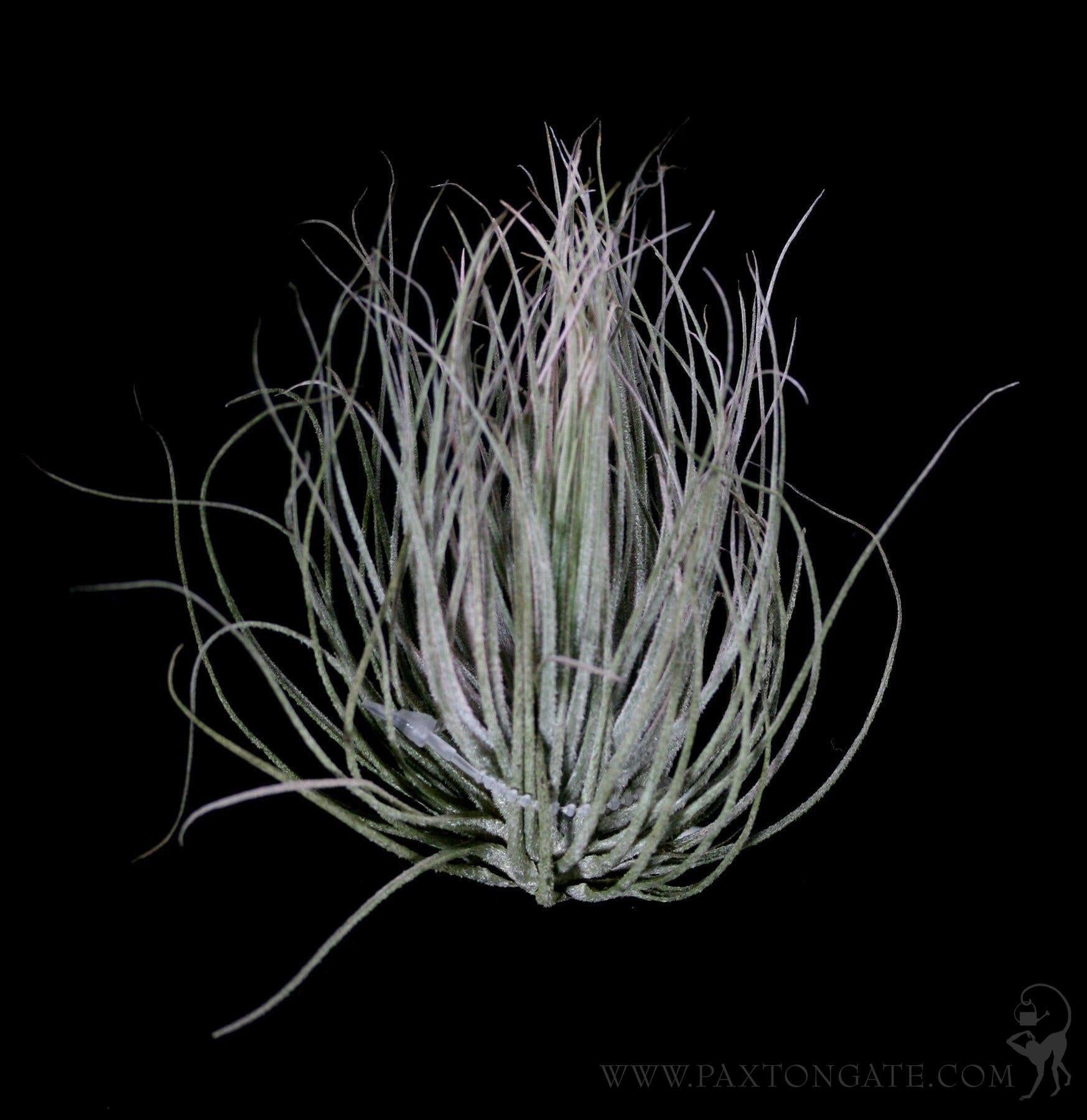 Tillandsia Magnusiana For Sale | Paxton Gate
