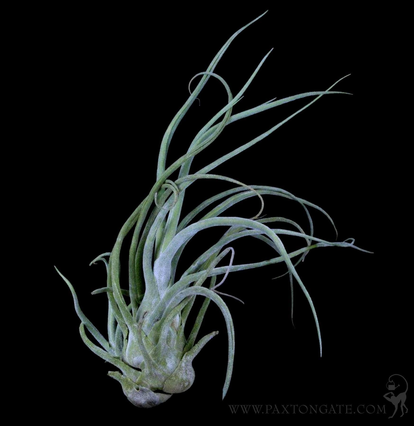 Tillandsia Pruinosa Guatemala For Sale | Paxton Gate