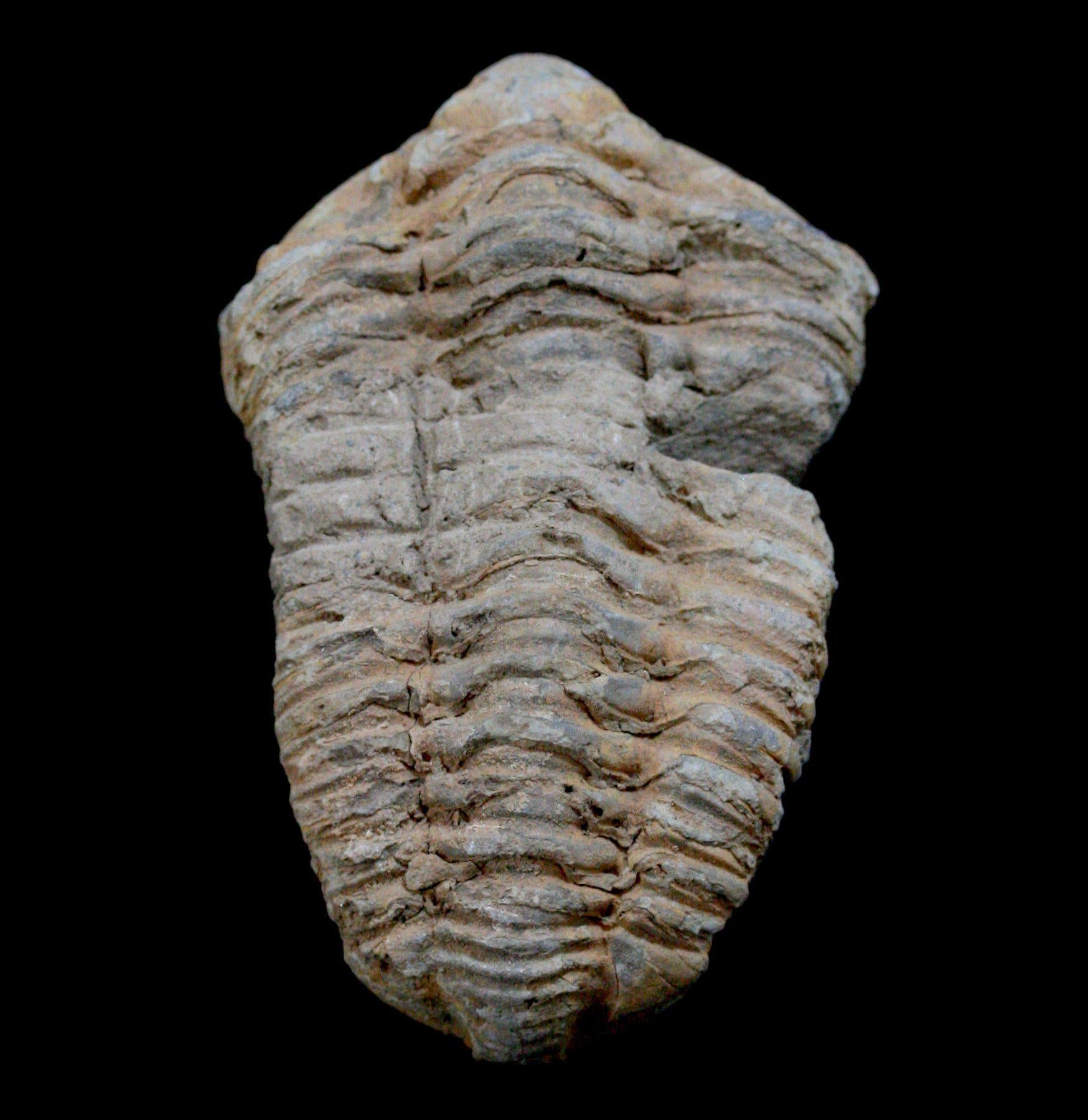 Trilobite Flexicalymene Fossil Paxton Gate 