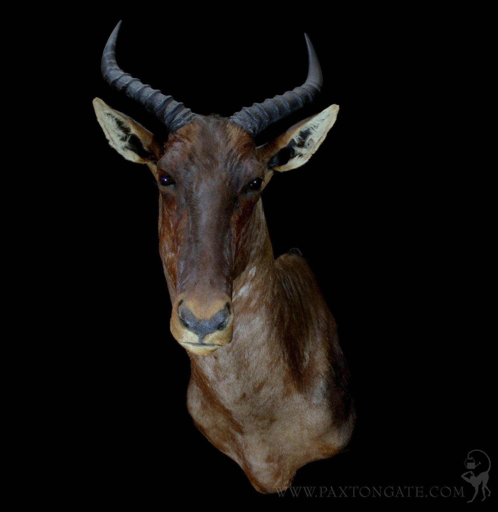 Tsessebe Taxidermy Mount For Sale | Paxton Gate