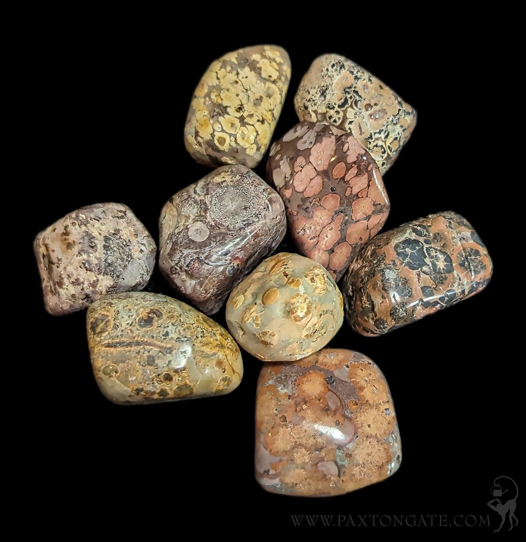 Tumbled Leopard Skin Jasper Stone For Sale Paxton Gate