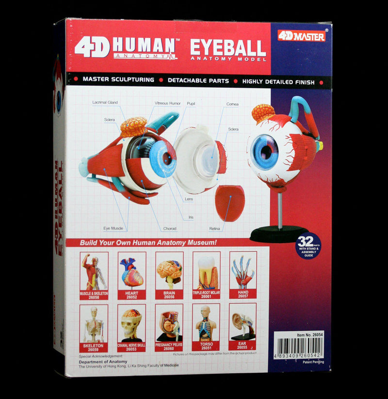4D vision Human Eyeball Model - Paxton Gate