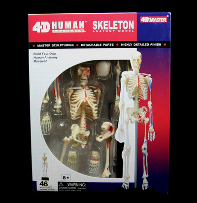4D Human Skeleton Anatomy - Paxton Gate