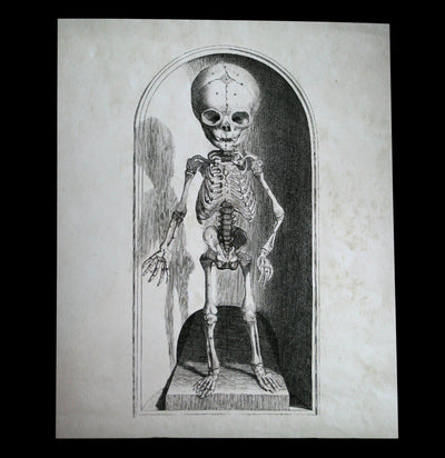 Small Skeleton Print - Paxton Gate