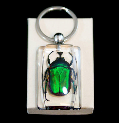 Green Rose Chafer Beetle Keychain - Paxton Gate