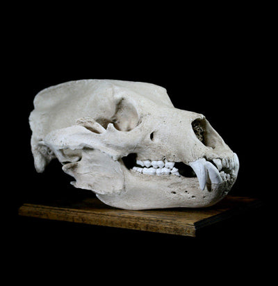 Grizzly Bear Skull Replica With Stand - Paxton Gate