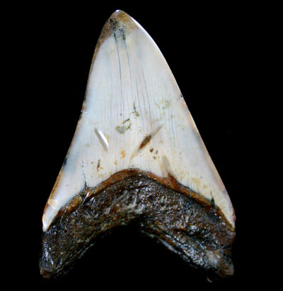Megalodon Tooth Specimen #11 - Paxton Gate