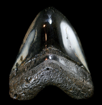 Polished Megalodon Tooth Specimen #21 - Paxton Gate