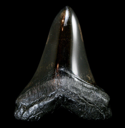 Polished Megalodon Tooth Specimen #22 - Paxton Gate