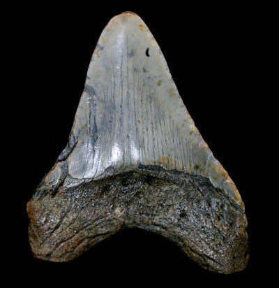 Megalodon Tooth Specimen #7 - Paxton Gate