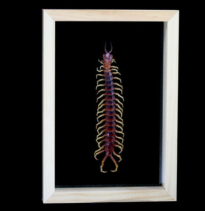 Double Glass Framed Centipede - Paxton Gate