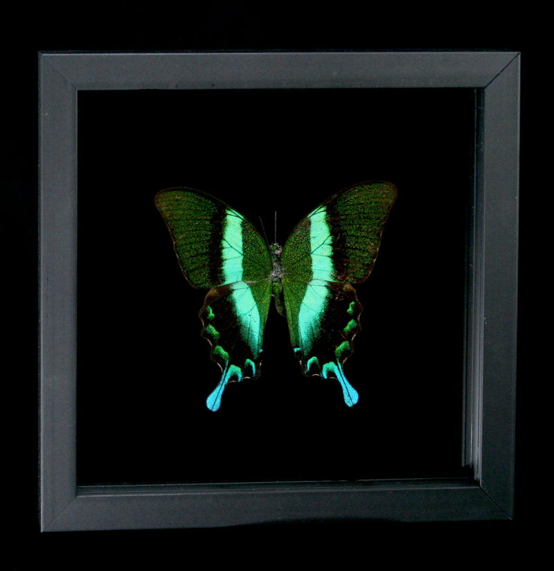 Double Glass Framed Papilio Blumei - Paxton Gate