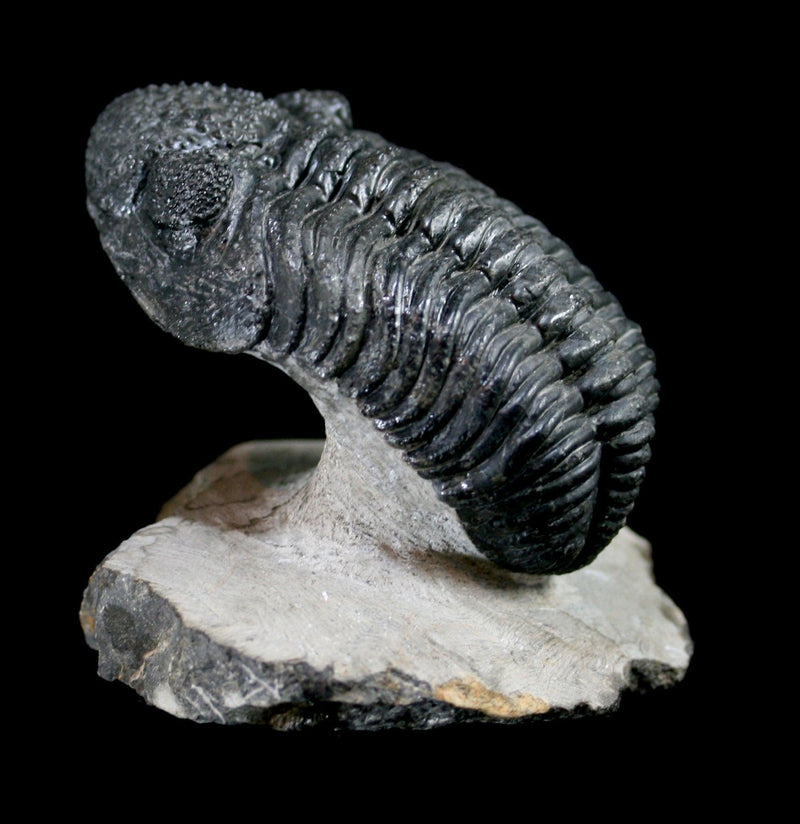 Trilobite Drotops Megalomanicus Fossil In Matrix - Paxton Gate