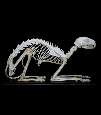 Articulated Cat Skeleton - Paxton Gate