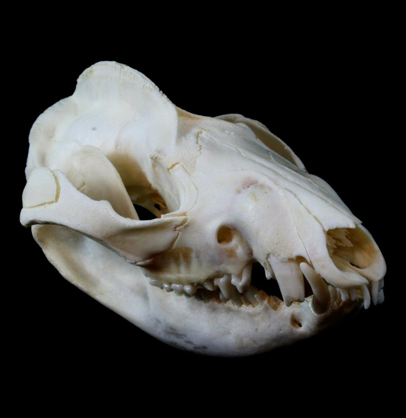 Opossum Skull - Paxton Gate