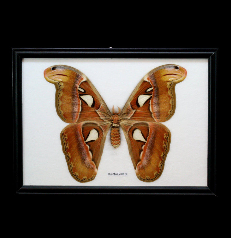 Riker Mounted Atlas Moth - Paxton Gate