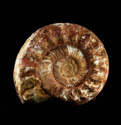 Ammonite Perisphinctes - Paxton Gate