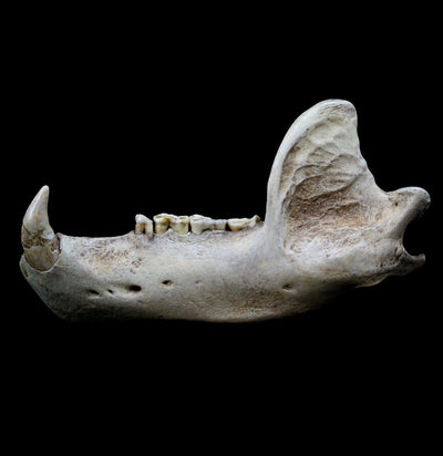 Large fossilized Cave Bear Lower Jaw - Paxton Gate