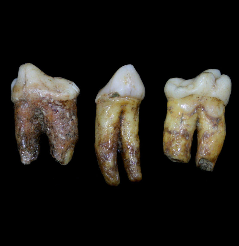 Fossilized Cave Bear Molar - Paxton Gate