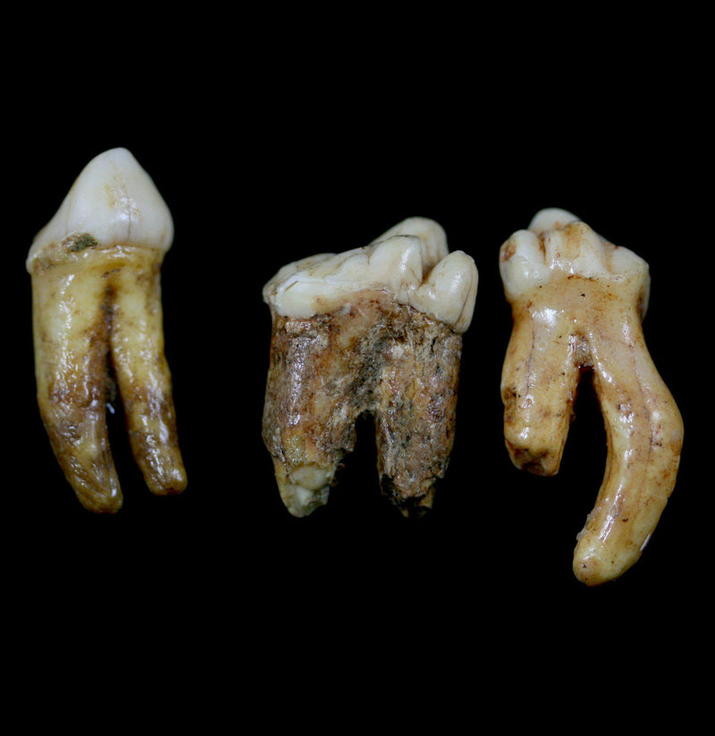Fossilized Cave Bear Molar - Paxton Gate