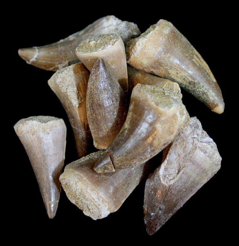 Mosasaur Fossil Tooth Point - Paxton Gate