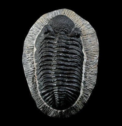 Trilobite Drotops Megalomaicus Fossil - Paxton Gate