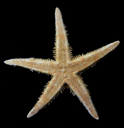 Spiny Starfish - Paxton Gate