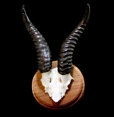 Mounted Springbok Skull Plate - Paxton Gate