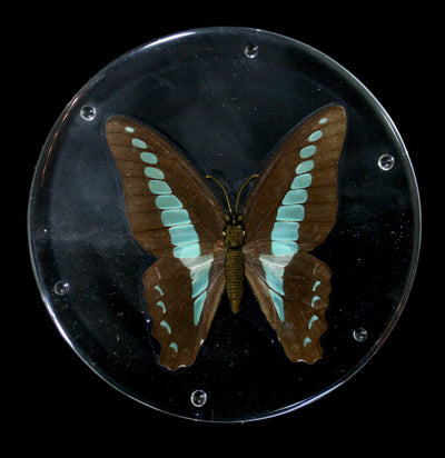 Common Blue Bottle Butterfly Round Coaster - Paxton Gate