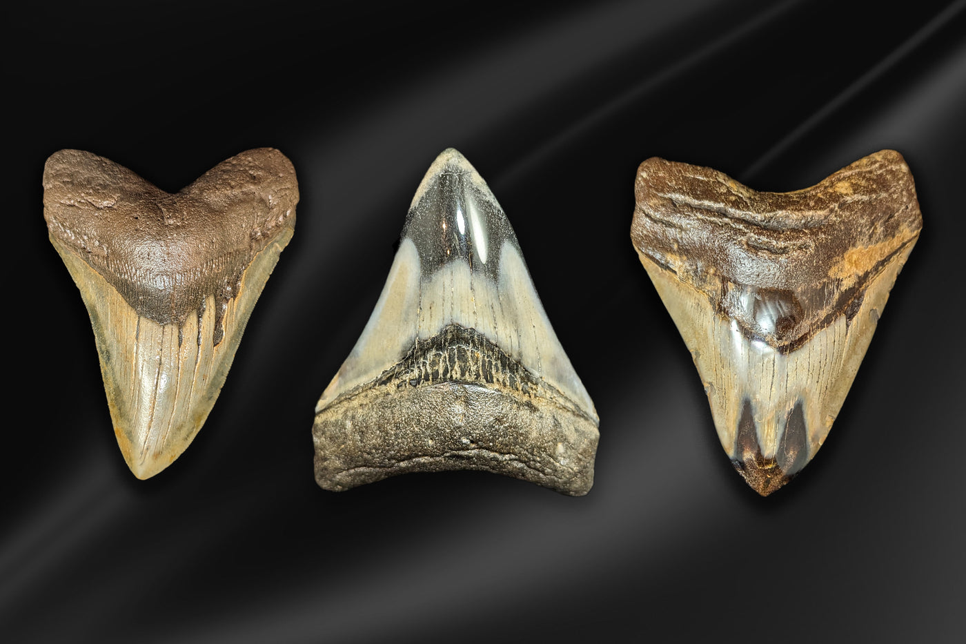 Megalodon Teeth | Paxton Gate