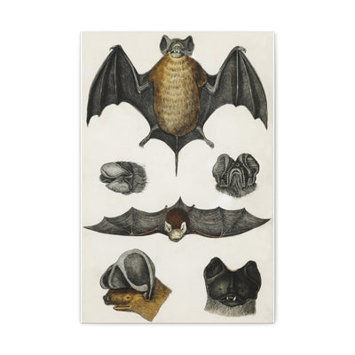 Various Bats Illustration Canvas Gallery Wraps-Canvas-Printify-PaxtonGate