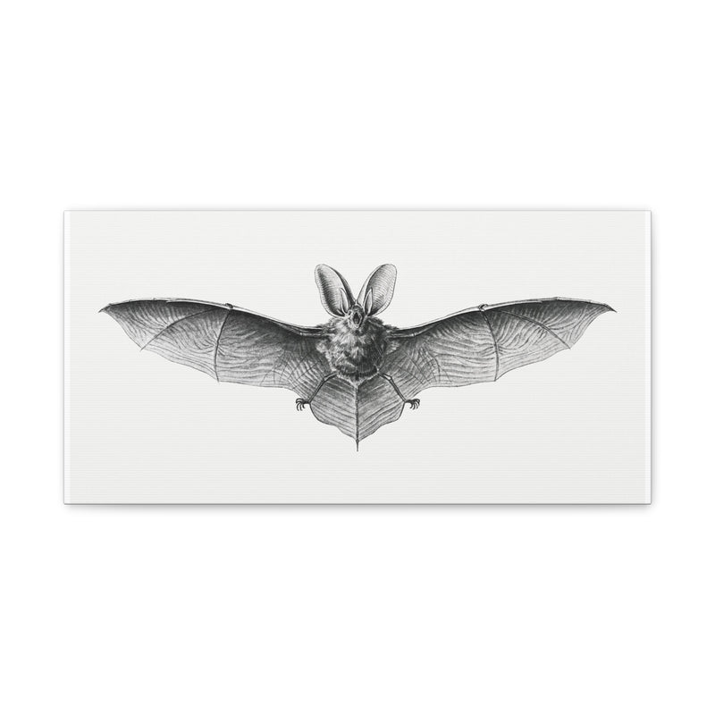 Vintage Bat Illustration By Ernst Haeckel Canvas Gallery Wraps-Canvas-Printify-PaxtonGate