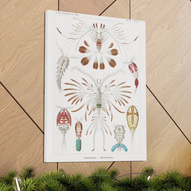 "copepoda ruderkrebse" By Ernst Haeckel Canvas Gallery Wraps-Canvas-Printify-PaxtonGate