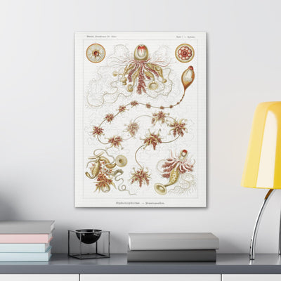 "siphonophorae staatsquallen" By Ernst Haeckel Canvas Gallery Wraps-Canvas-Printify-PaxtonGate