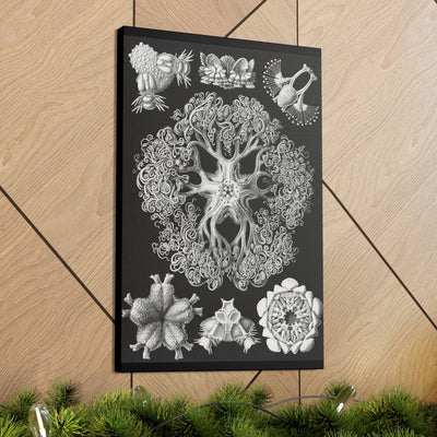 "ophiodea schlangensterne" By Ernst Haeckel Canvas Gallery Wraps-Canvas-Printify-PaxtonGate