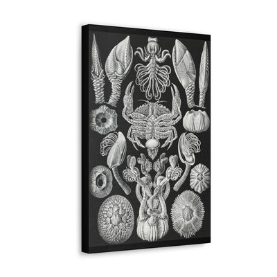 "Cirripedia Rankenkreble" By Ernst Haeckel Canvas Gallery Wraps-Canvas-Printify-PaxtonGate