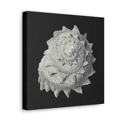 "Vintage Shell Illustration" By Ernst Haeckel Canvas Gallery Wraps-Canvas-Printify-PaxtonGate