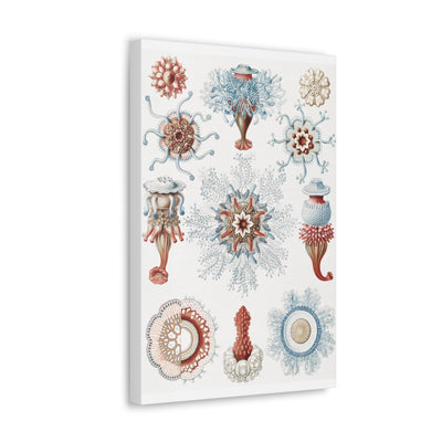 "Siphonophorae Staatsquallen" By Ernst Haeckel Canvas Gallery Wraps-Canvas-Printify-PaxtonGate