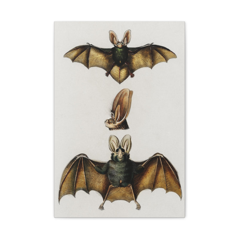 Plecotus Bat Illustrated By Charles Dessalines Canvas Gallery Wraps-Canvas-Printify-PaxtonGate
