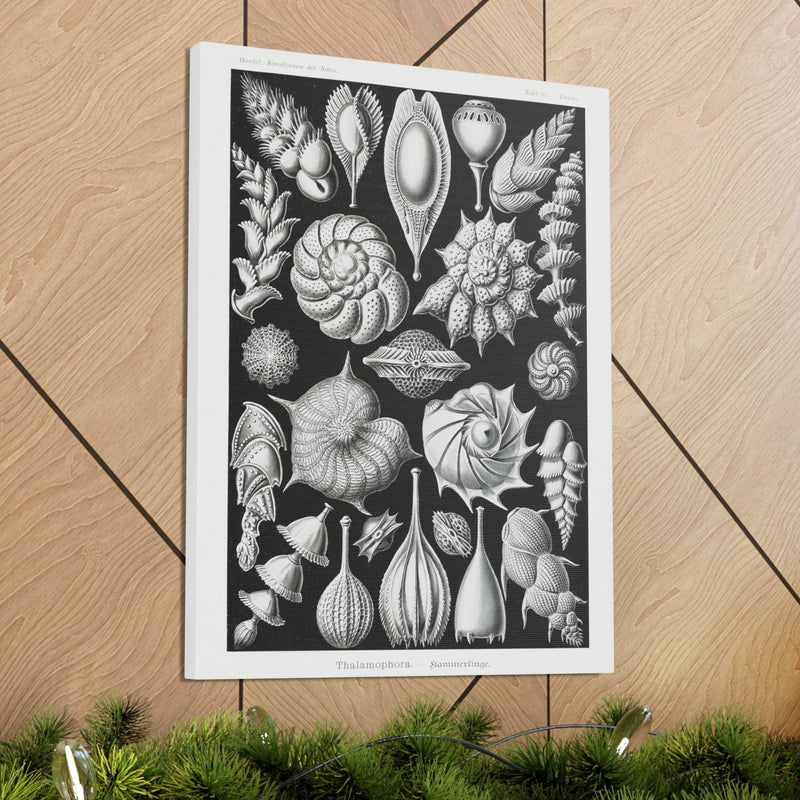 "thalamophora kammerlinge" By Ernst Haeckel Canvas Gallery Wraps-Canvas-Printify-PaxtonGate