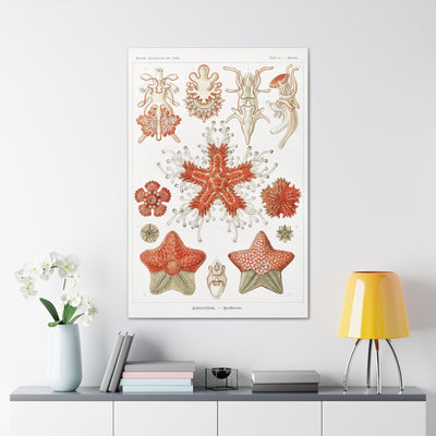 "Asteridea Seesterne" By Ernst Haeckel Canvas Gallery Wraps-Canvas-Printify-PaxtonGate