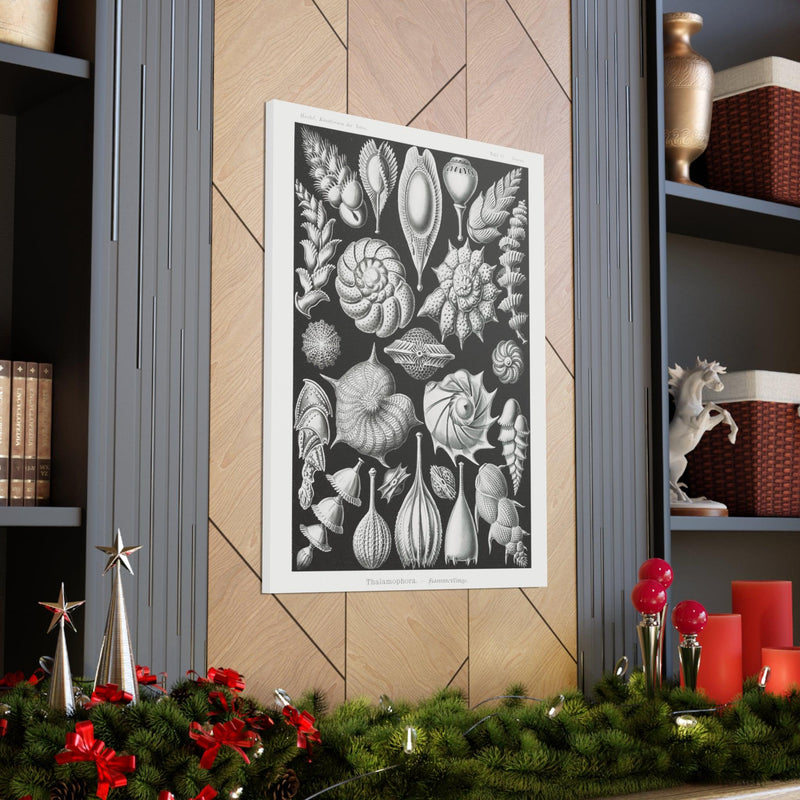 "thalamophora kammerlinge" By Ernst Haeckel Canvas Gallery Wraps-Canvas-Printify-PaxtonGate