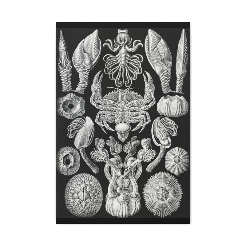 "Cirripedia Rankenkreble" By Ernst Haeckel Canvas Gallery Wraps-Canvas-Printify-PaxtonGate