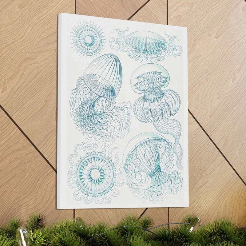 "leptomedusae faltenquallen" By Ernst Haeckel Canvas Gallery Wraps-Canvas-Printify-PaxtonGate