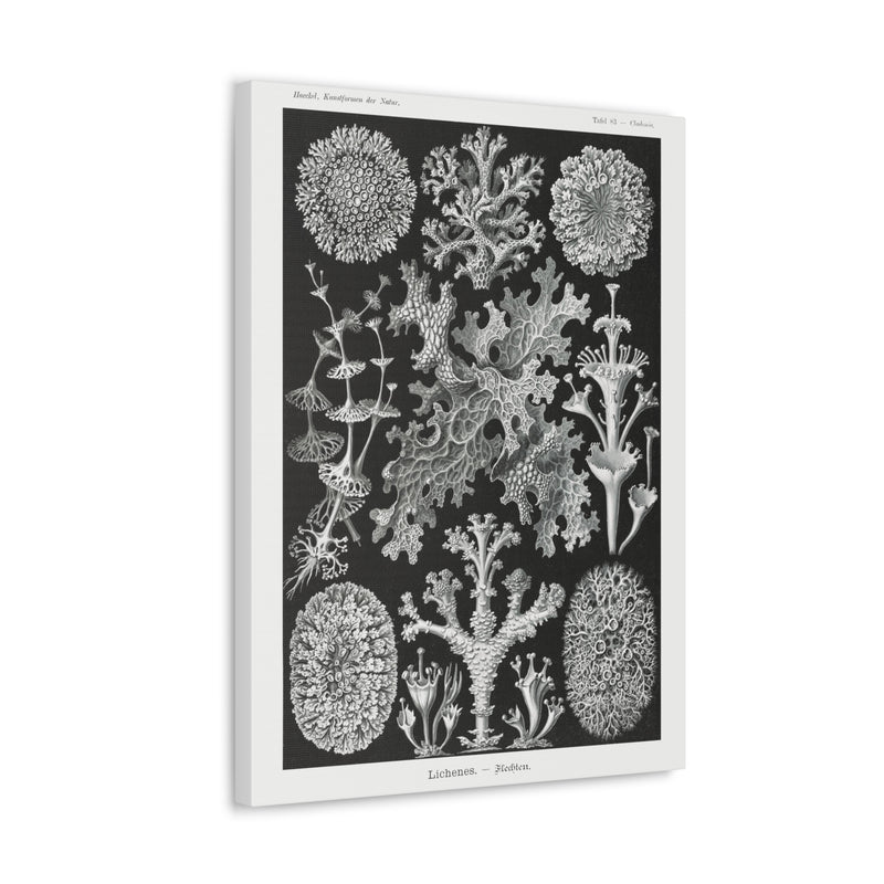 "lichenes flechten" By Ernst Haeckel Canvas Gallery Wraps-Canvas-Printify-PaxtonGate