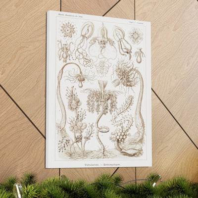 "diatomea schachtellinge" By Ernst Haeckel Canvas Gallery Wraps-Canvas-Printify-PaxtonGate